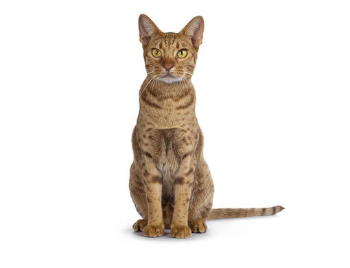 Purina cat hot sale breed